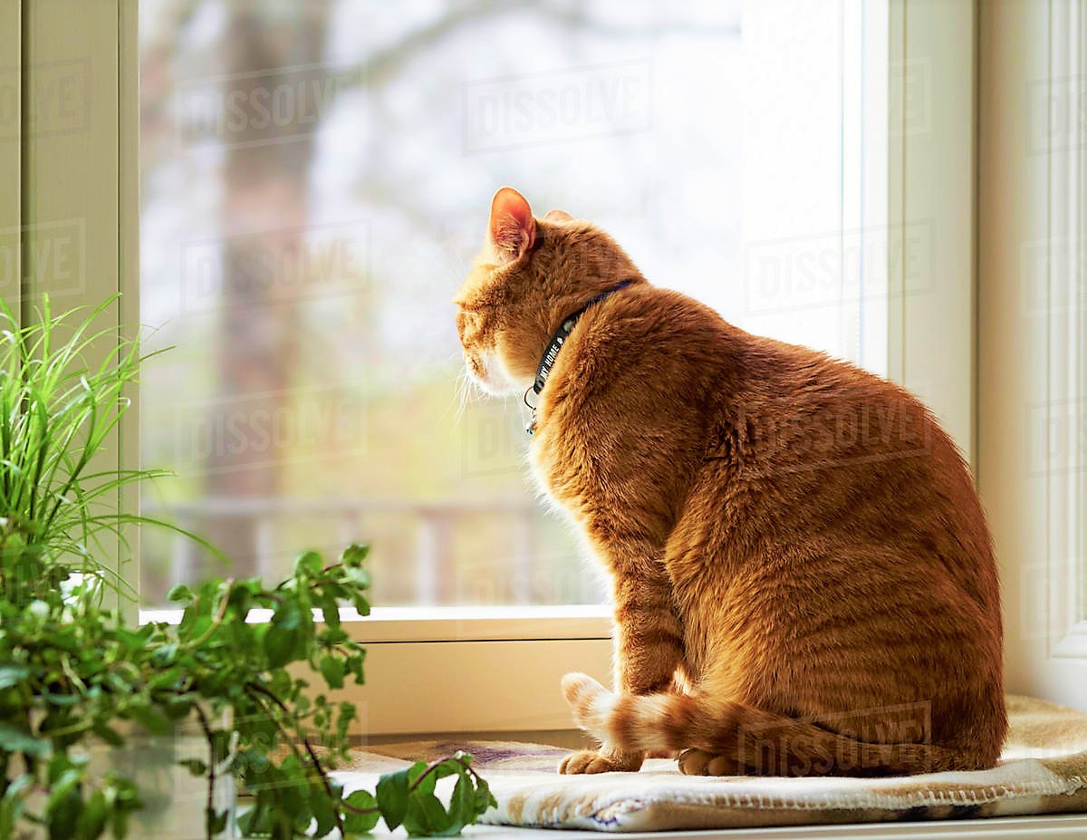 Primăria Capitalei vrea un recensământ al animalelor de companie. Ce pățești dacă nu declari ce animale ai în casă