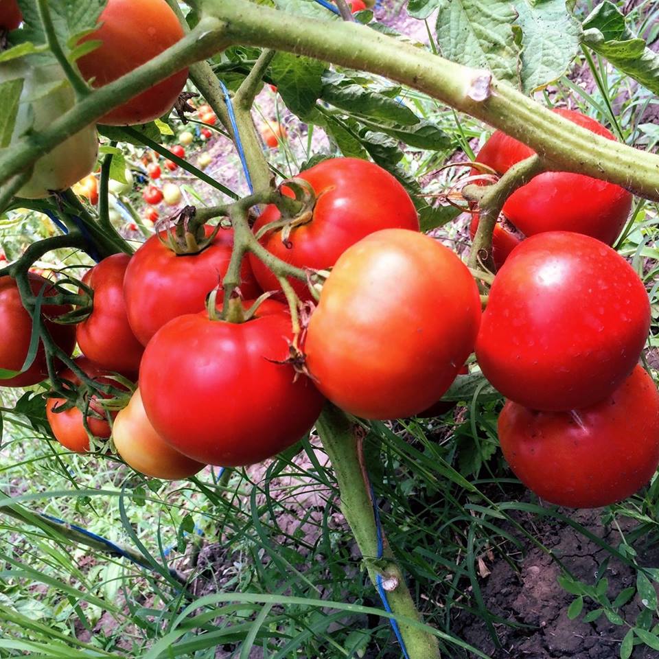 Noi reglementări în Programul Tomata. S-a prelungit și termenul de înscriere