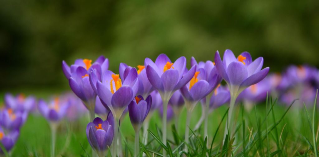 Informații despre starea vremii de la ANM. Prognoza meteo pentru luni, 3 februarie: vreme neobișnuit de caldă