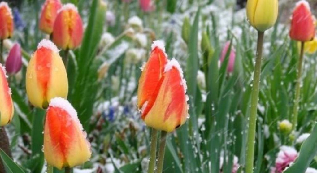 Vremea se schimbă radical! Când ar putea să revină ninsorile în țară. Anunțul meteorologilor pentru ultima parte a lunii martie