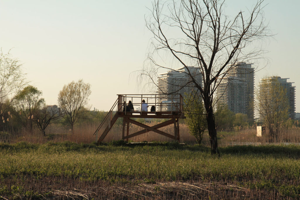 Ce plănuise, de fapt, Ceaușescu pentru locul în care s-a format Delta Văcărești. Proiectul era aproape gata la Revoluție