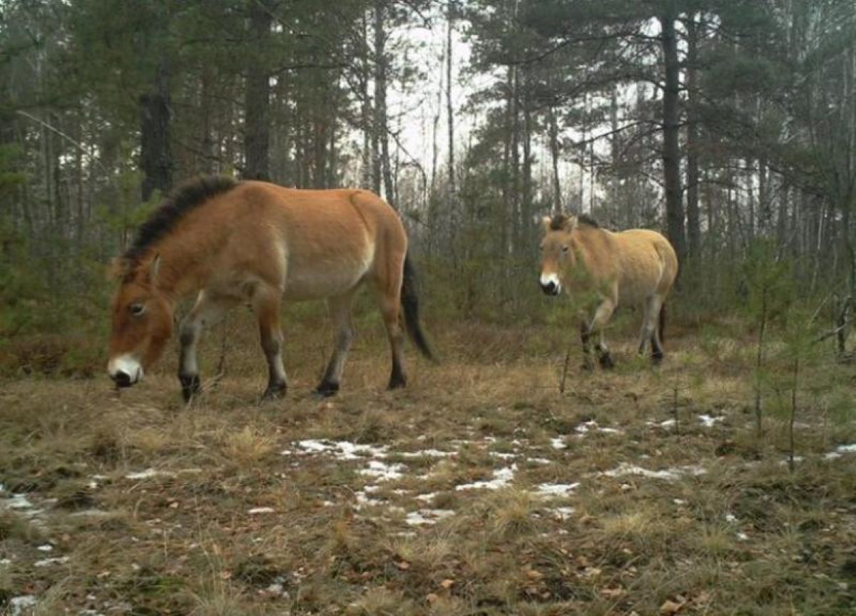 Caii Przewoski prosperă într-o zonă cu radioactivitate ridicată foto: TREE Project UK/Centre for Ecology and Hydrology via The Conversation