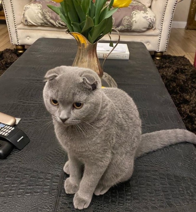 Motanul Thomas este de negăsit Foto - Instagram