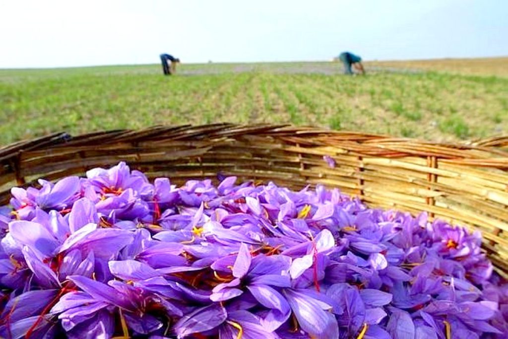 Care este cel mai scump condiment din lume. A ajuns să fie furat din depozite în Anglia