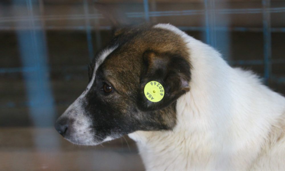 Ministrul Marcel Vela, primele declarații despre noua ordonanță de urgență