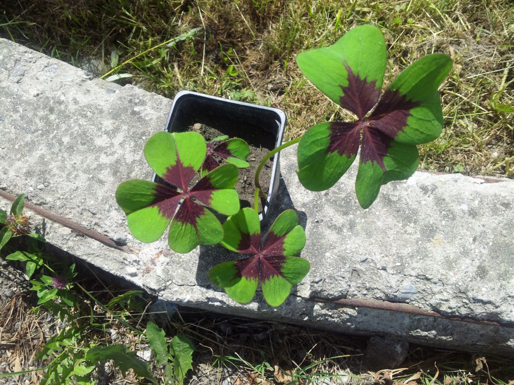 De ce trifoiul cu patru foi este simbolul norocului