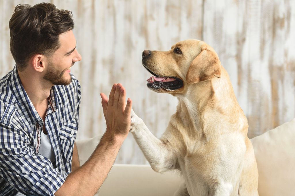 Povești emoționante care dovedesc că animalele au cel mai sensibil suflet