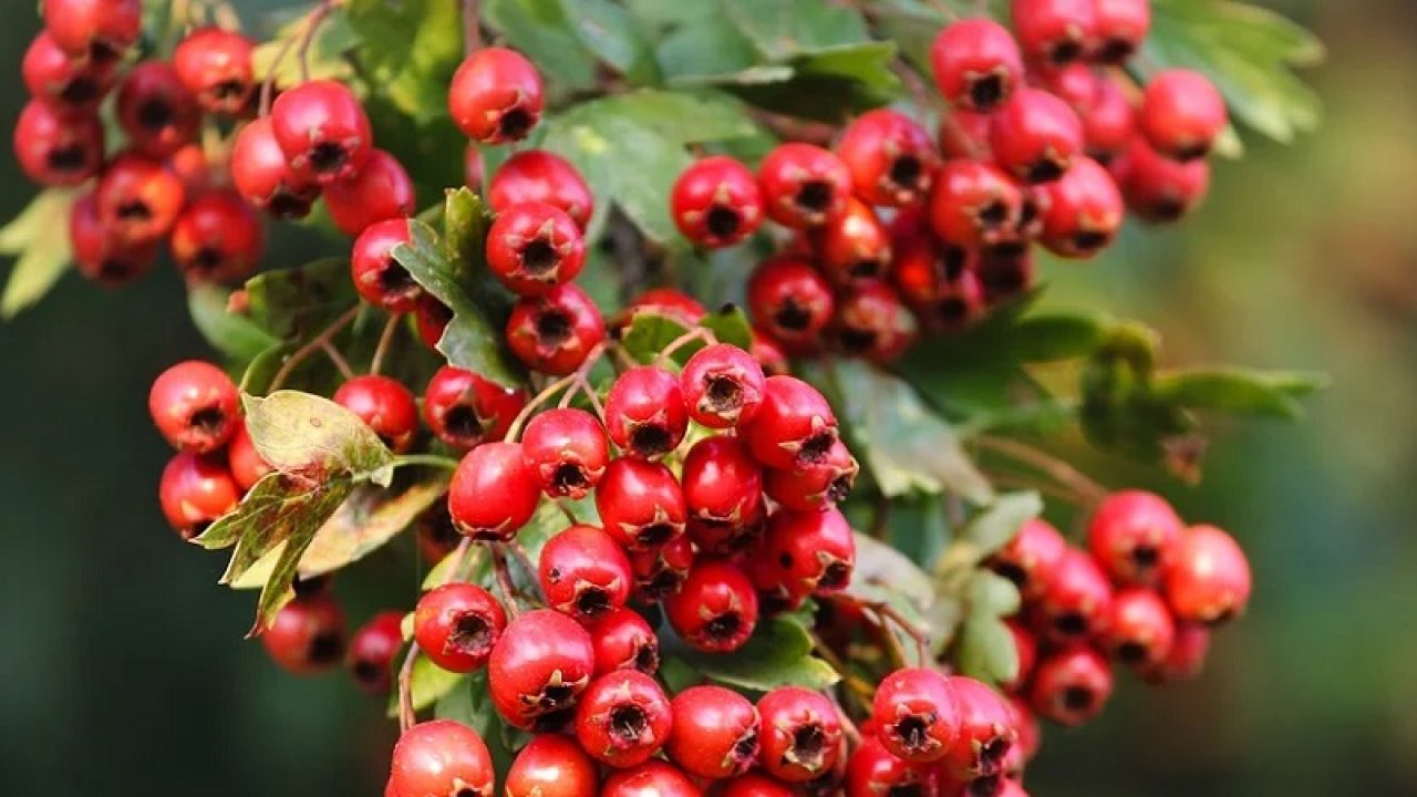 Cea mai bună plantă pentru bolile de inimă. Îți crește imunitatea