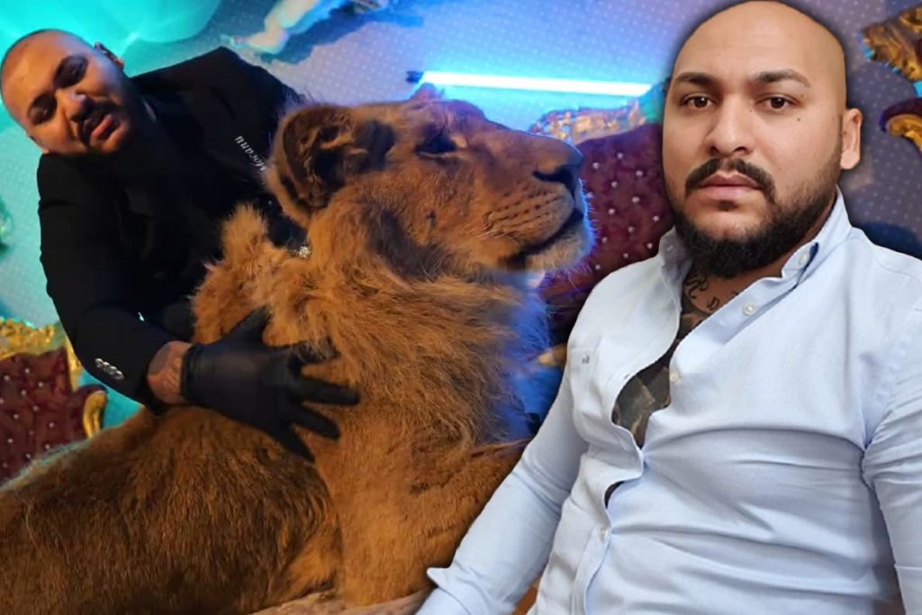 Dani Mocanu are probleme grave cu legea! Ce i s-a întâmplat după ce a apărut un leu rănit într-un videoclip de-al său