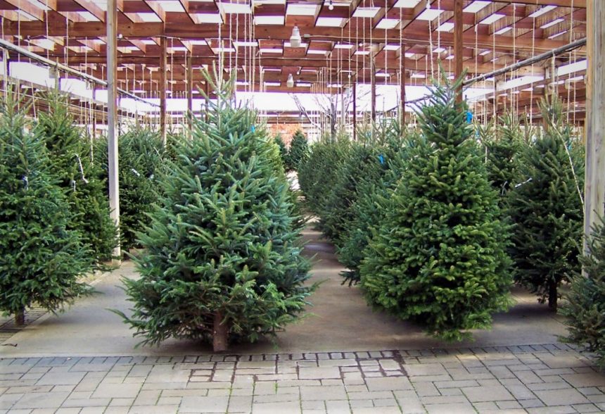 Cât costă un brad natural în târgurile din ţară