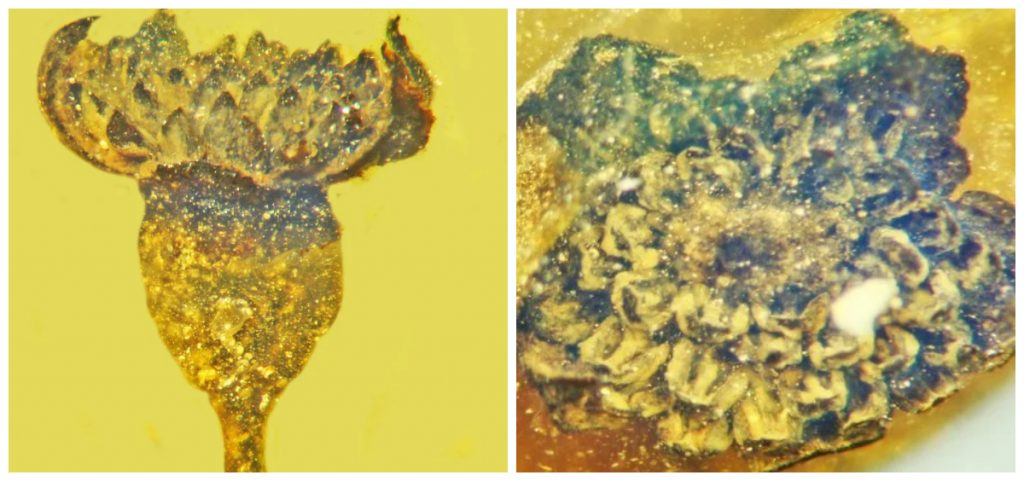 Planta misterioasă cu flori a fost indentificată de curând de oamenii de știință ai Universității Statului Oregon