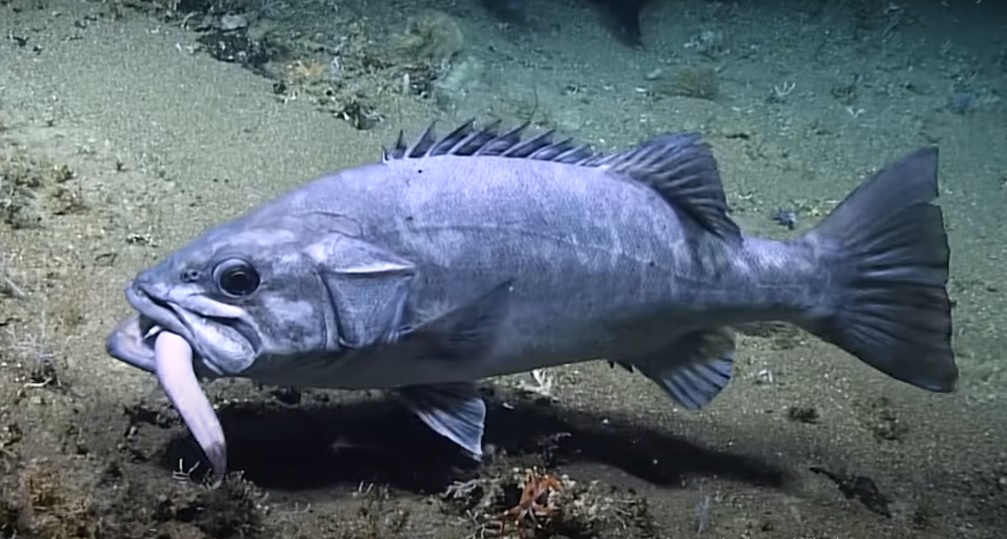 Imagini socante cu un rechin inghitit de alt pradator din Ocean. Oamenii de stiinta au ramas uluiti VIDEO