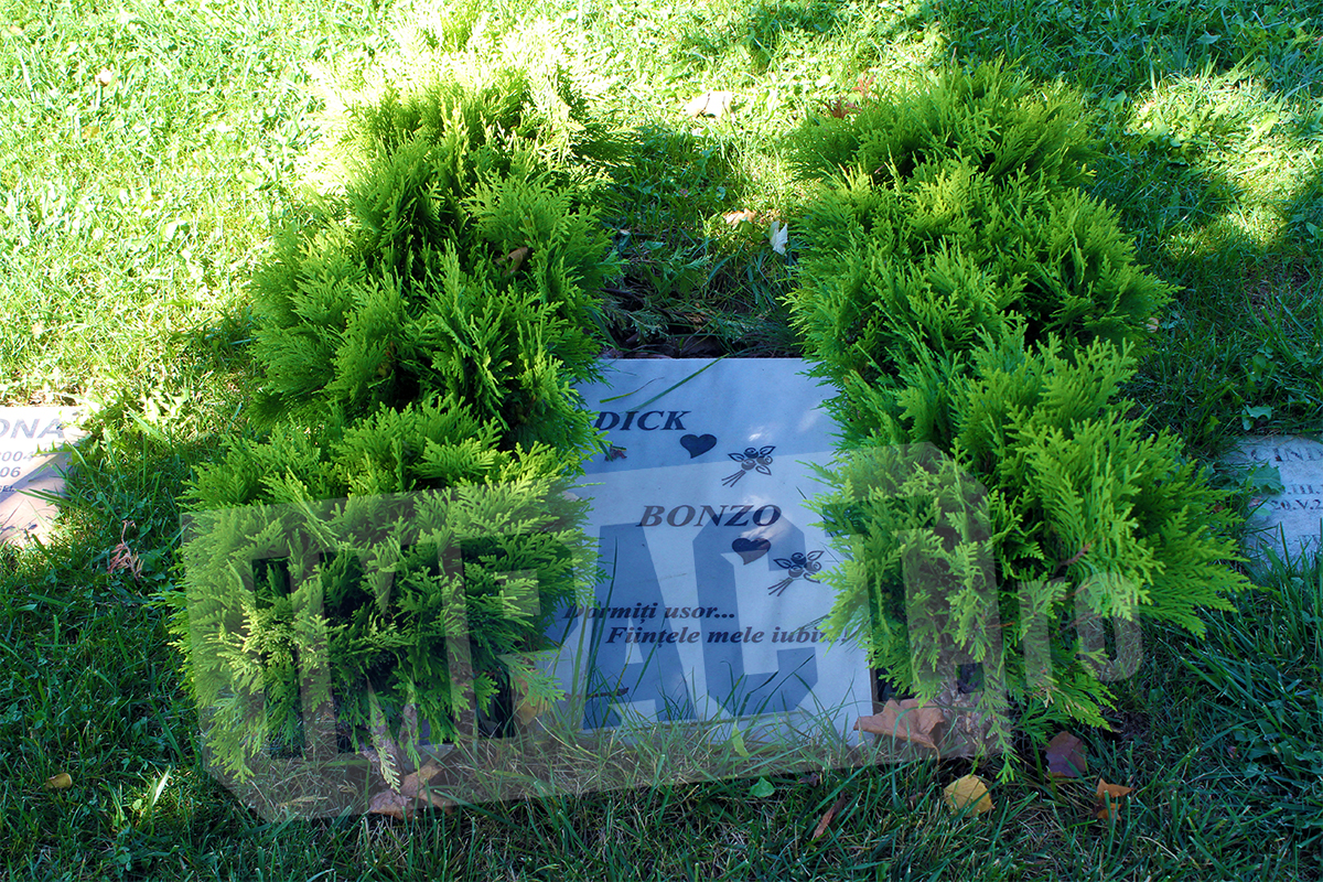 Galerie foto - Poza #1