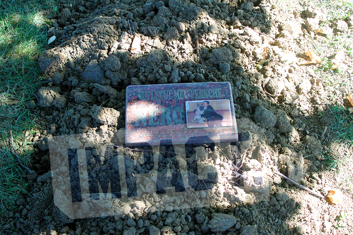 Galerie foto - Poza #3