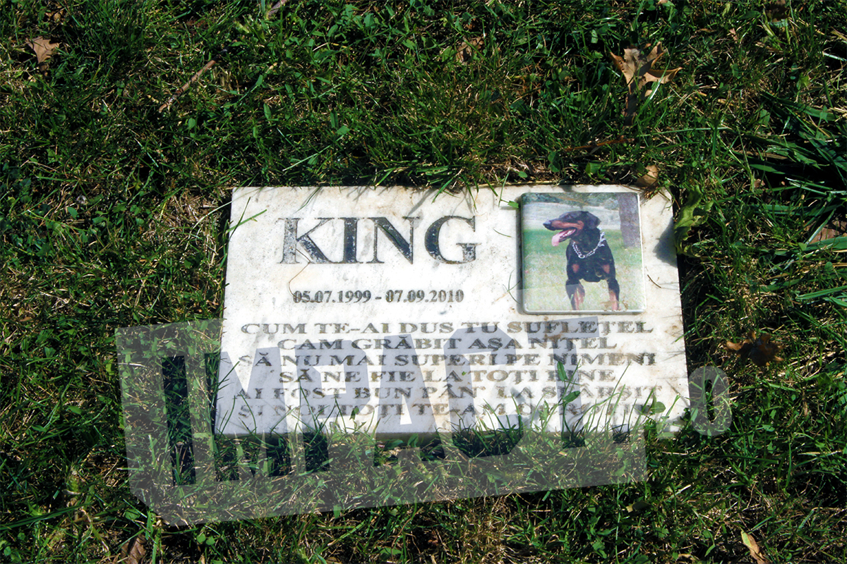 EXCLUSIV. Ce au facut vedetele din Romania pentru animalele lor de companie dupa ce au murit. Imagini in premiera din Raiul Animalelor