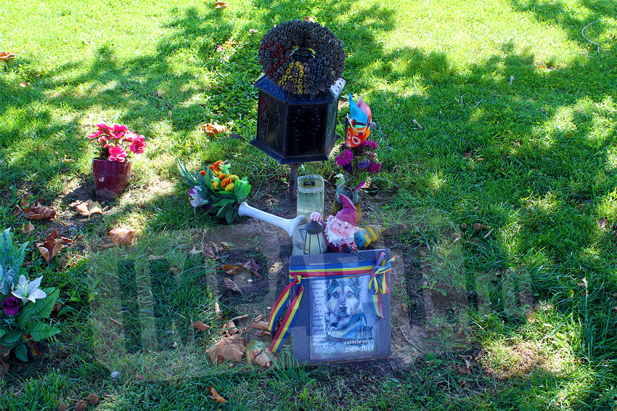 EXCLUSIV. Ce au facut vedetele din Romania pentru animalele lor de companie dupa ce au murit. Imagini in premiera din Raiul Animalelor