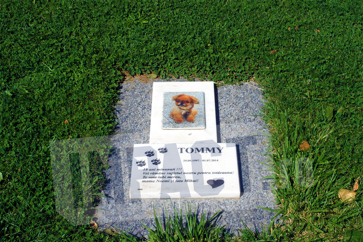 Galerie foto - Poza #2