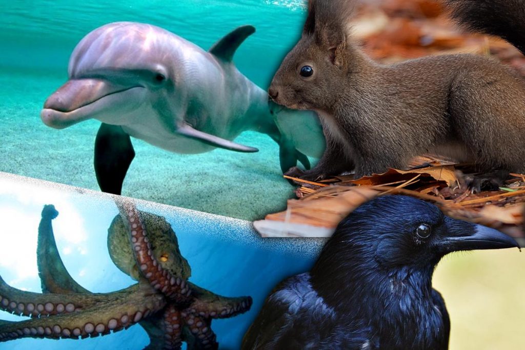 Topul celor mai inteligente animale de pe planetă. Ce aptitudini au