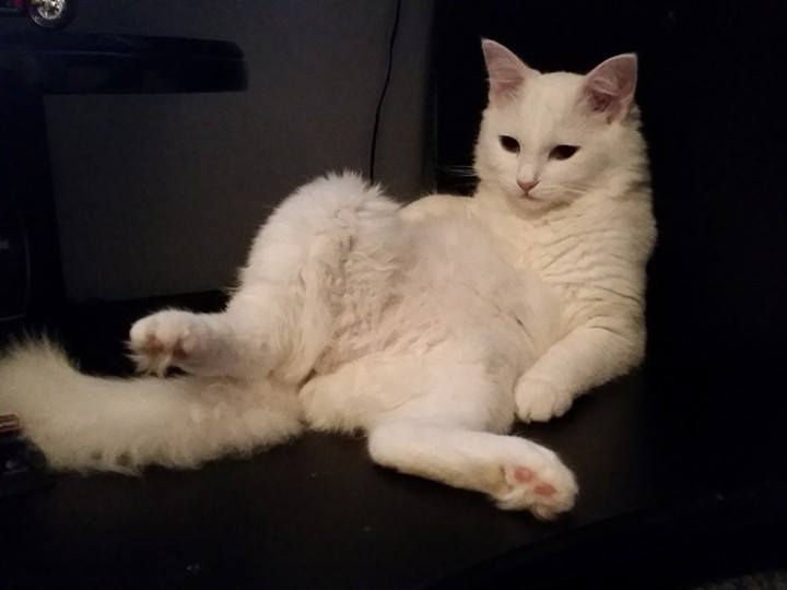 Galerie foto - Poza #1