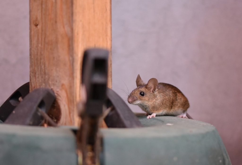 Ce spun cei de la Australian Open după ce jucătorii de tenis s-au plâns că sunt şoareci în hotel. Sfatul primit de sportivi