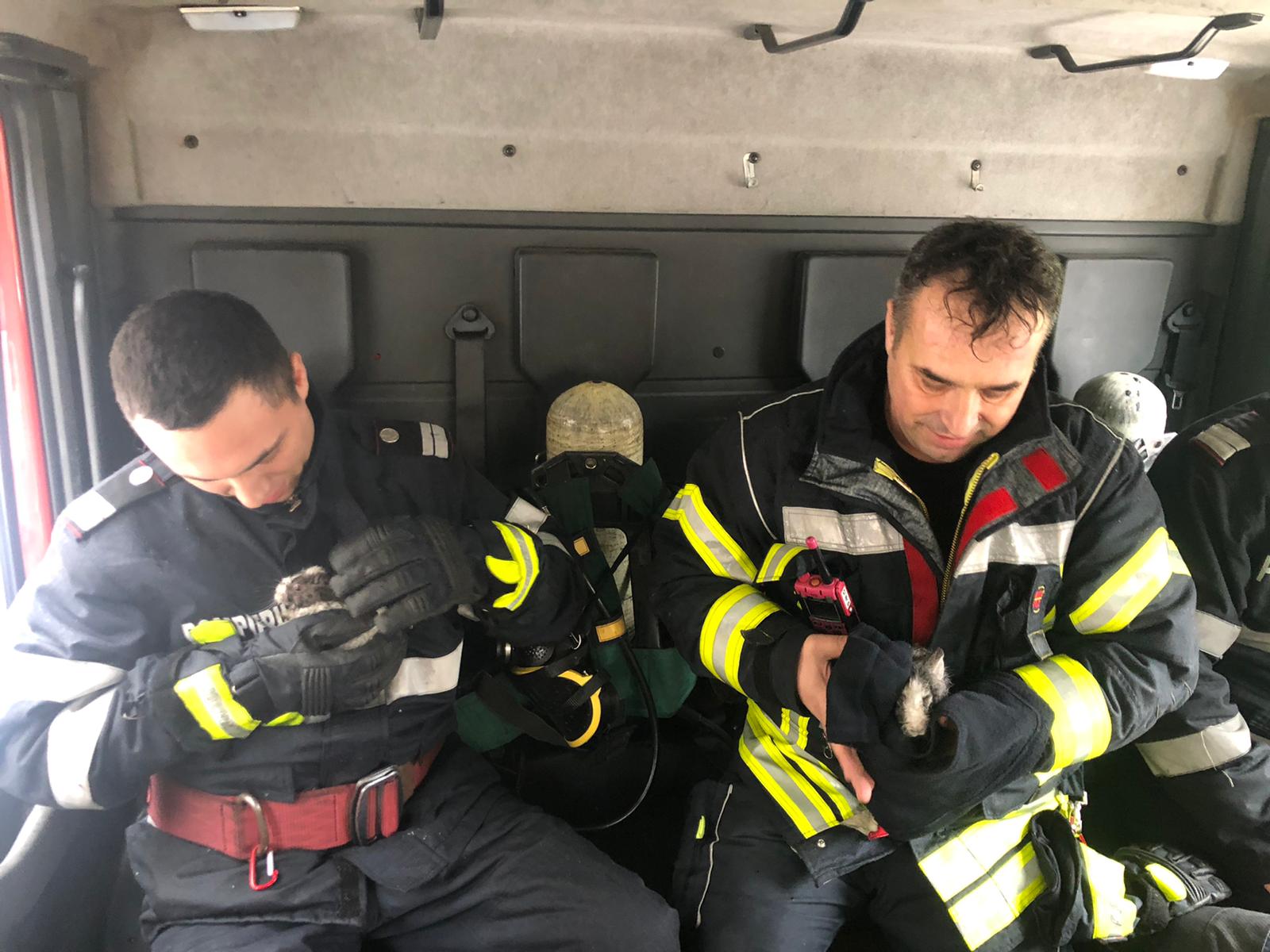 Iepurasi salvati din incendiu