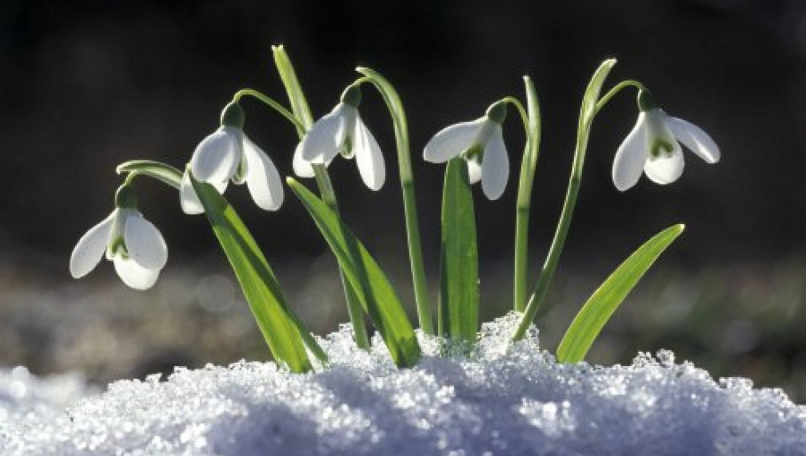 Meteorologii ANM au explicat cat mai dureaza gerul in Romania