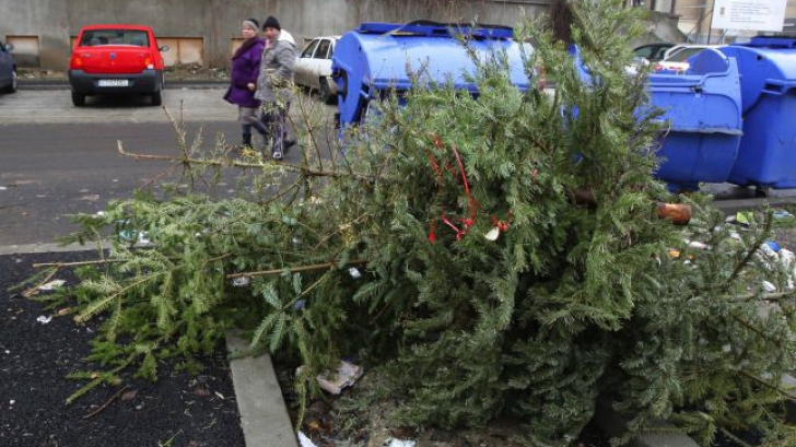 Ce se întâmplă cu brazii de Crăciun, după ce îi arunci. Specialiștii ne-au spus unde ajung aceștia. Soluția găsită de Andreea Marin