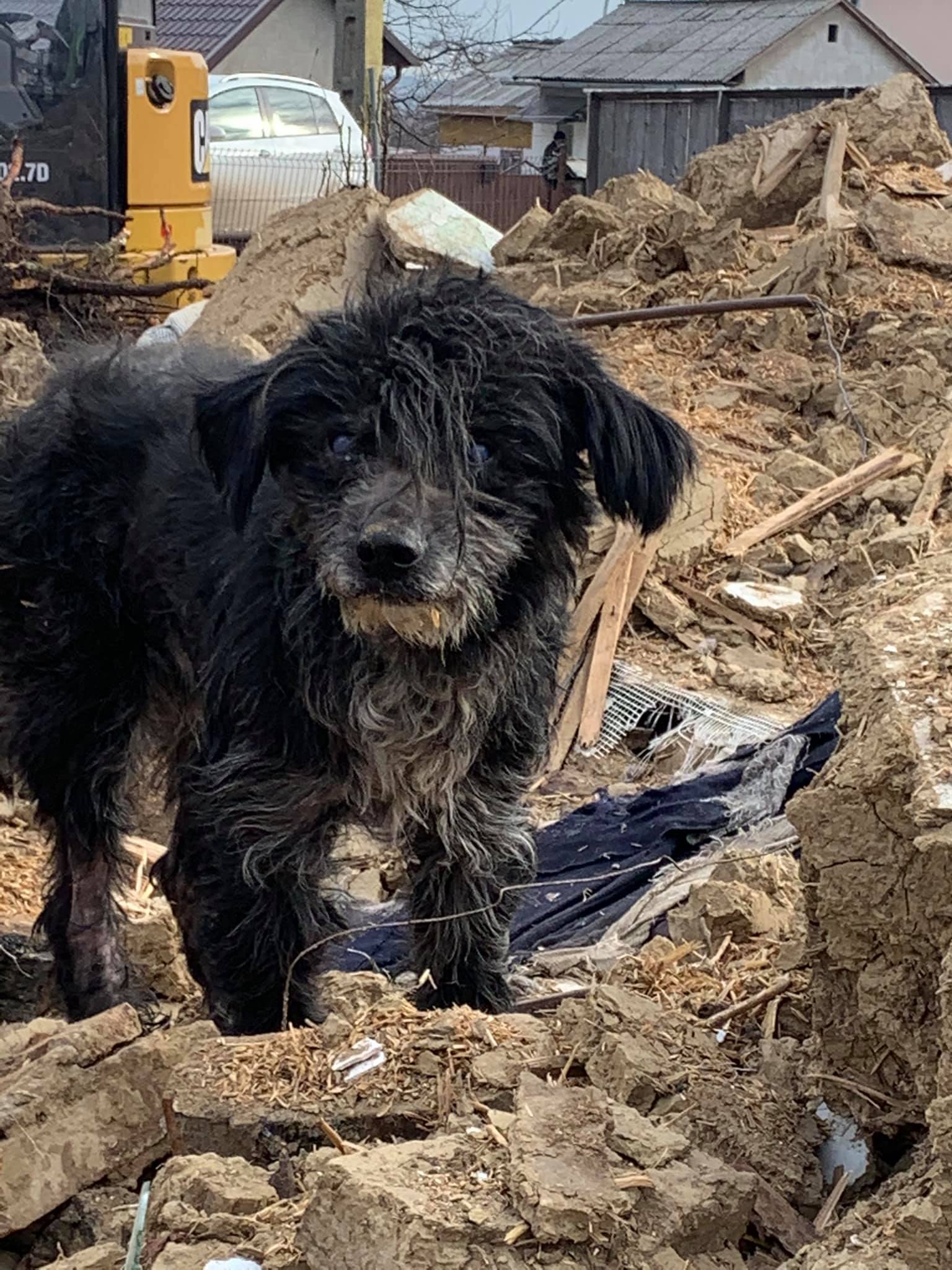 Povestea lui Hachiko de Suceava
