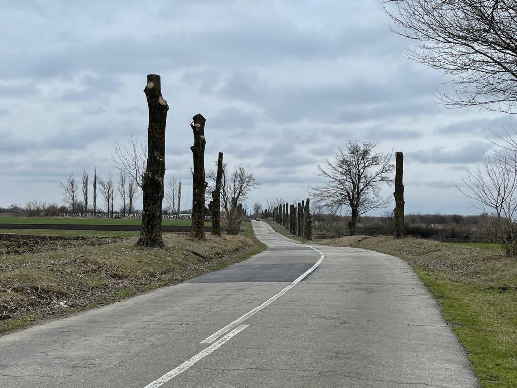 Toaletare sinistra a copacilor din judetul Dolj
