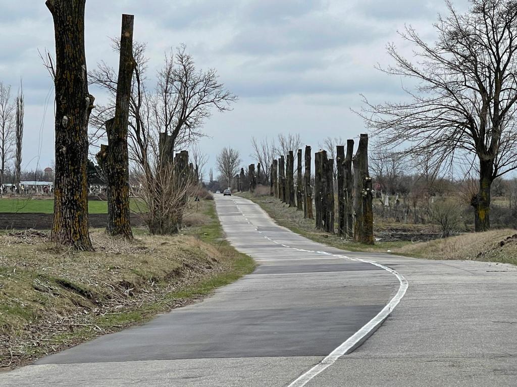 Toaletare sinistră a copacilor din județul Dolj. Cine este de vină pentru peisajul sinistru