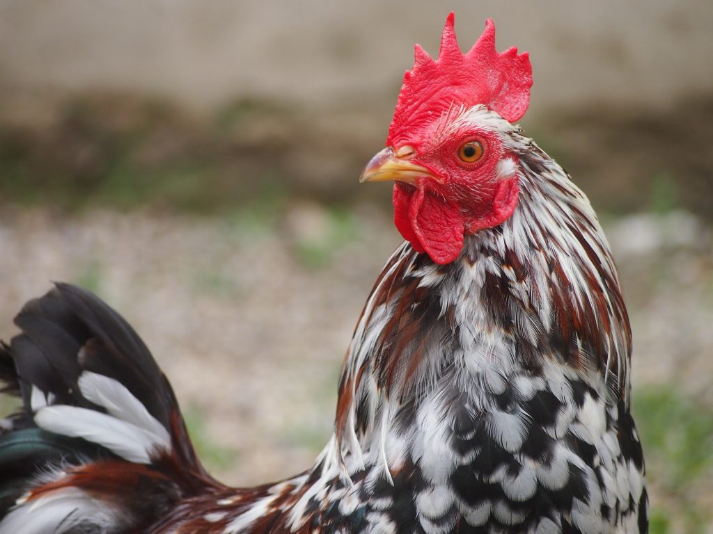 Cel mai bogat animal din lume. Suma uriasa pe care o are Gunther pe numele lui. Cum arata top 5