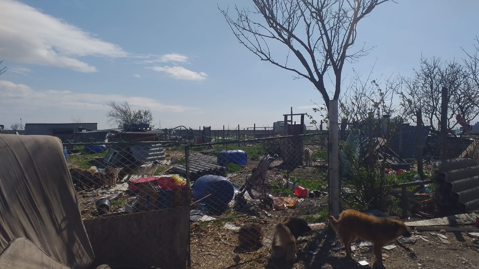 Adapostul de câini din Constanta, un adevarat iad