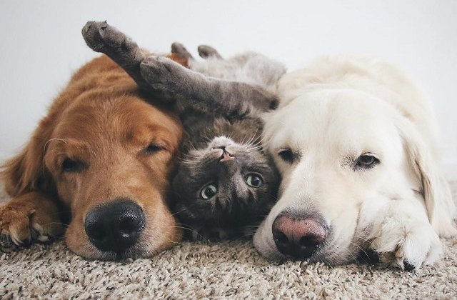 Homeopatia veterinara, pentru prima oara la Iasi