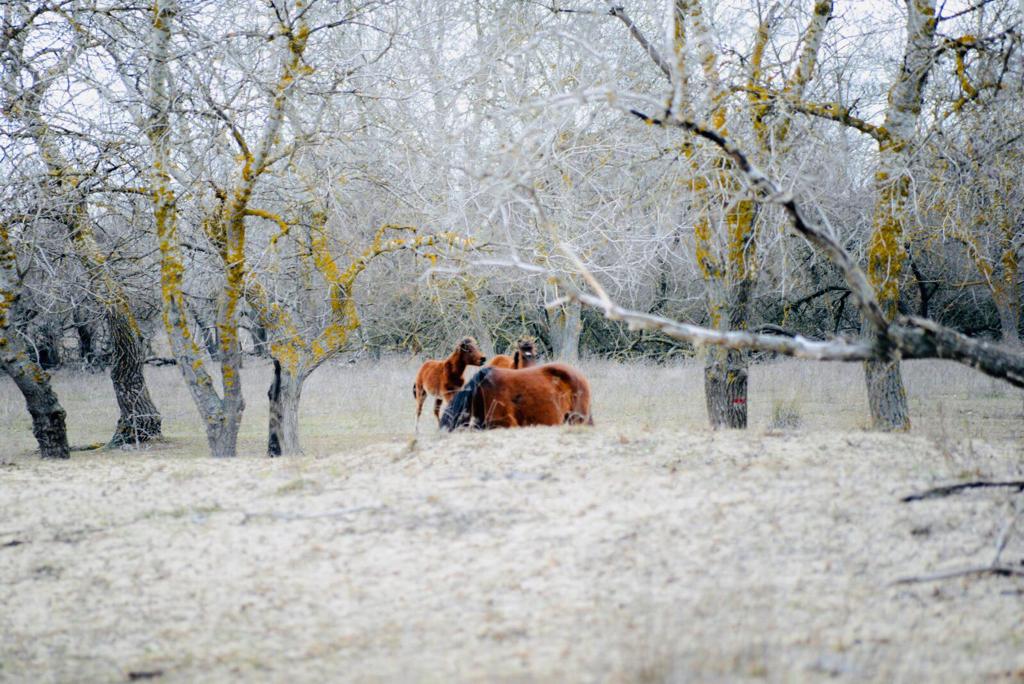Letea, paradisul unic în lume despre care mulți români nu știu. Ce se găsește ascuns aici