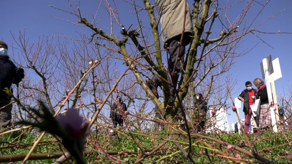 Pomicultorii români sunt disperați. Înghețul le-a afectat livezile, iar pierderile sunt, în unele cazuri, și de sută la sută