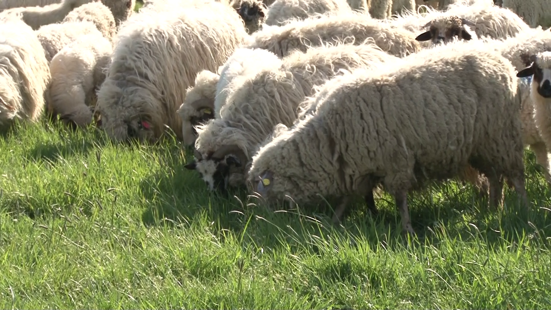 Preturile pentru carnea de miel au crescut considerabil