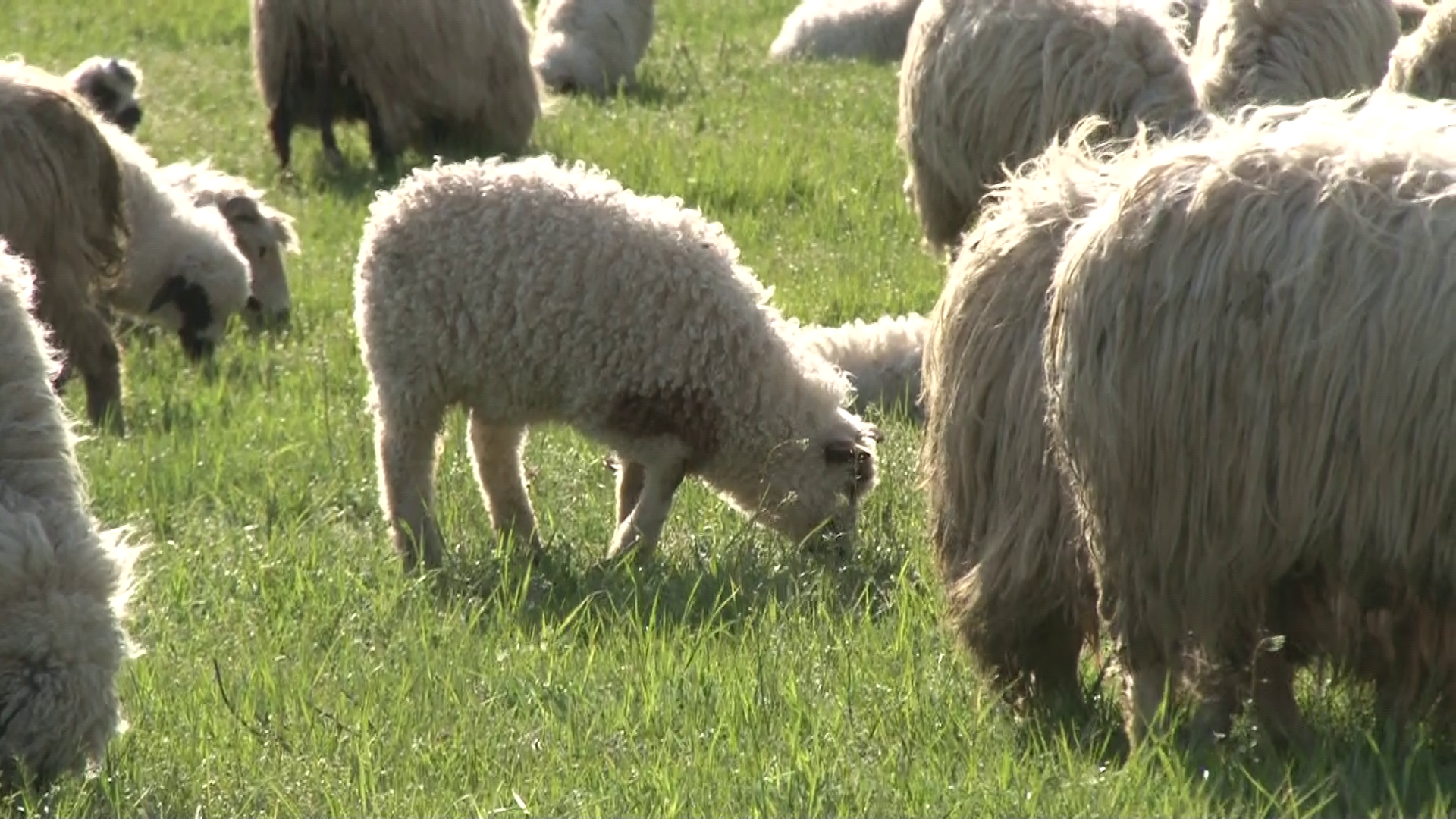 Ce se întâmplă cu carnea de miel înaintea Paștelui. Amenințarea oierilor