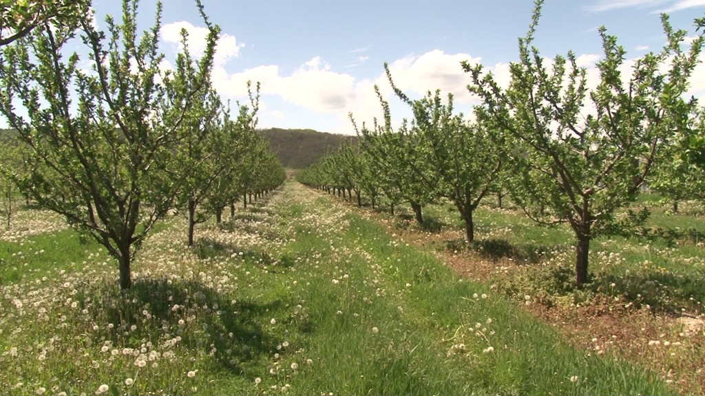 Agricultorii au motive de bucurie. Primăvara întârziată a adus multe beneficii și sunt așteptate recolte record