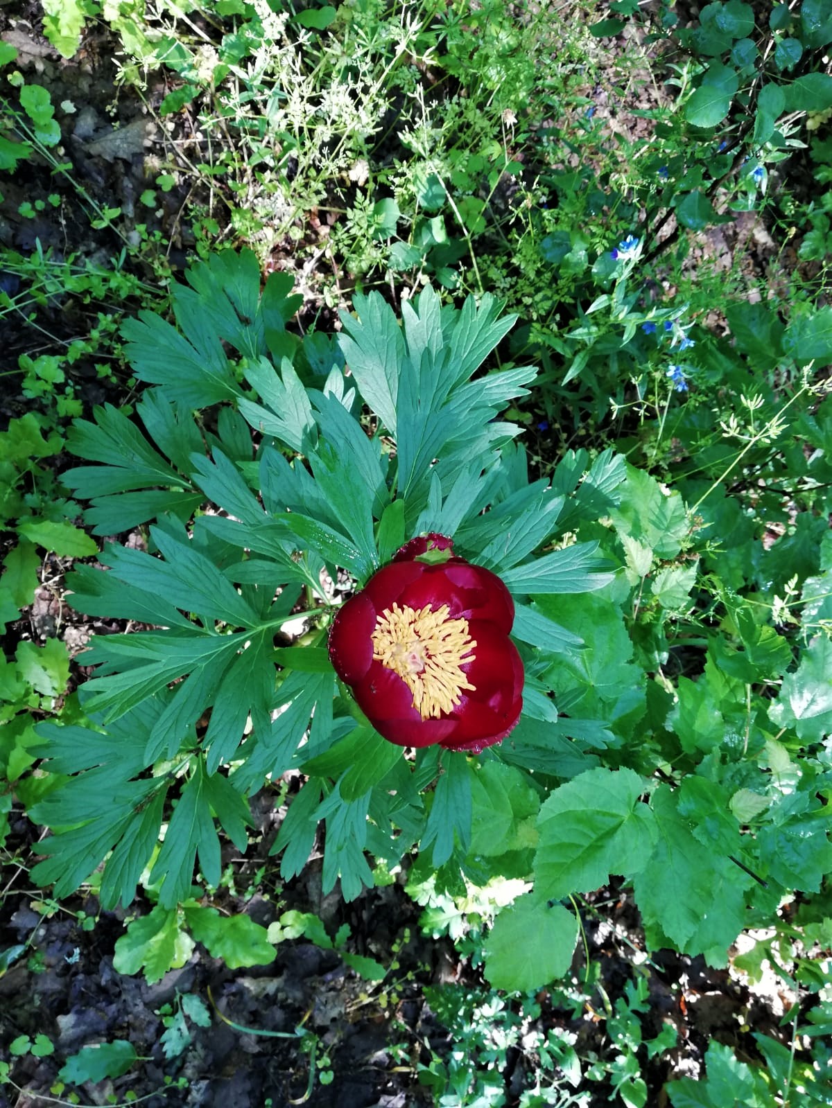 Galerie foto - Poza #1