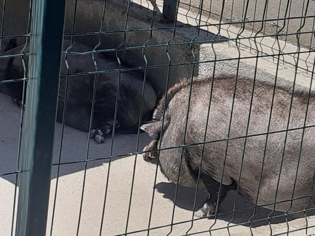 Focar de pestă porcină la Grădina Zoologică din Craiova. Câte animale vor fi sacrificate din cauza virusului