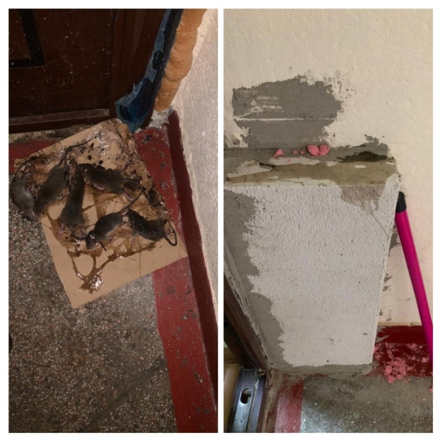 Imagini dezgustatoare intr-un bloc din Galati din cauza sobolanilor