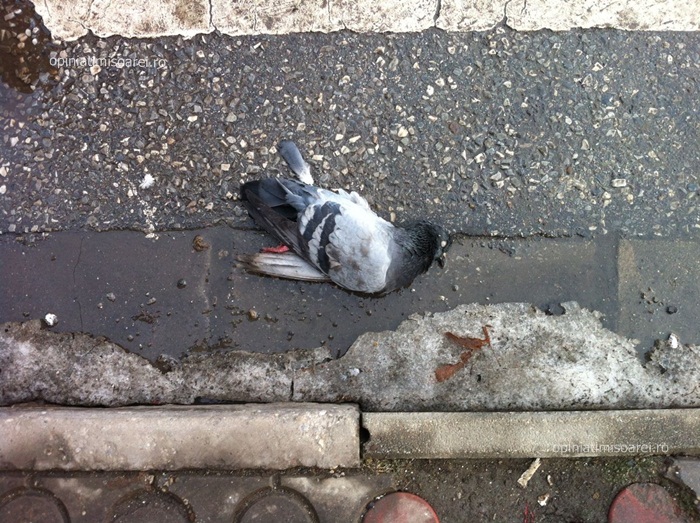 La Timisoara a inceput razboiul porumbeilor