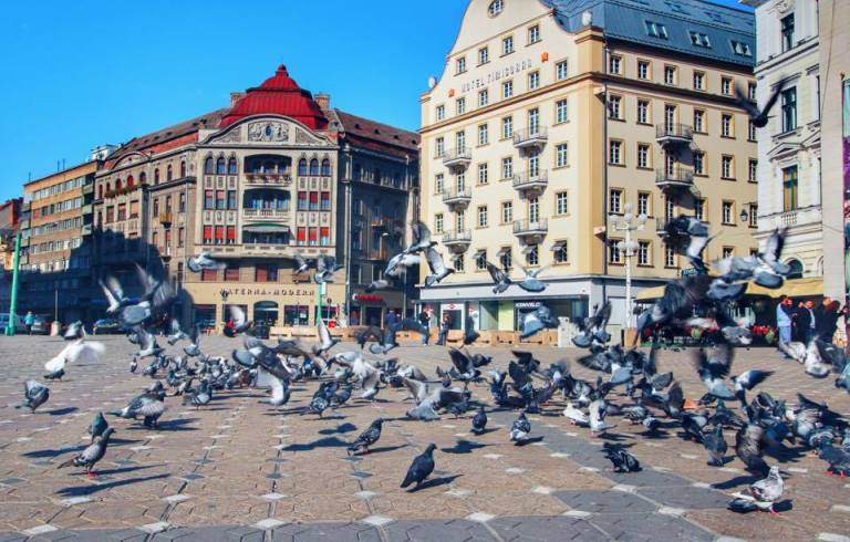 Șobolani zburători sau simbol al orașului? La Timișoara a început războiul porumbeilor