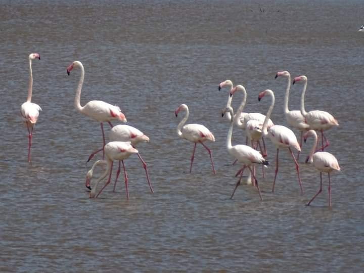 Pasari flamingo in Romania