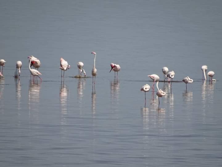 Foto de senzație cu păsări flamingo în România. Înaripatele roz au lăsat Aruba pentru țara noastră