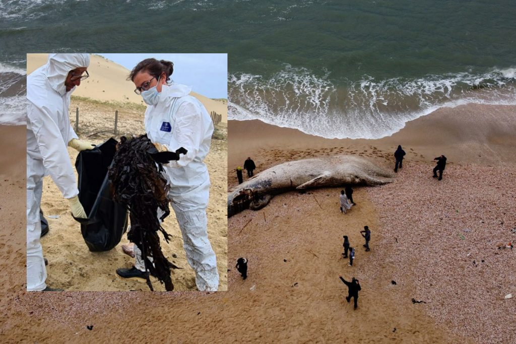 Semnal de alarmă de la specialiștii din Franța. Ce au găsit în stomacul unei balene care a eșuat pe o plajă