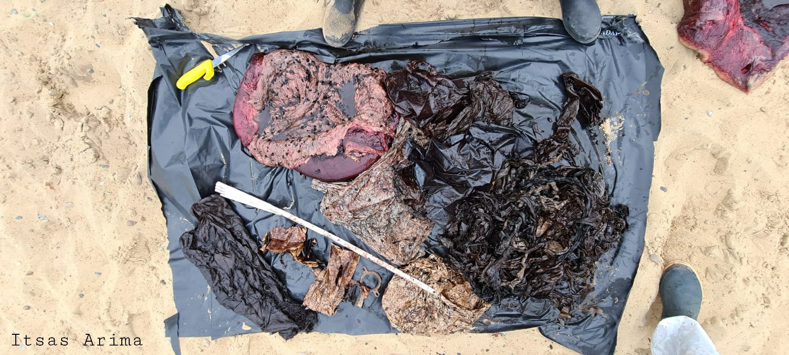 Galerie foto - Poza #1