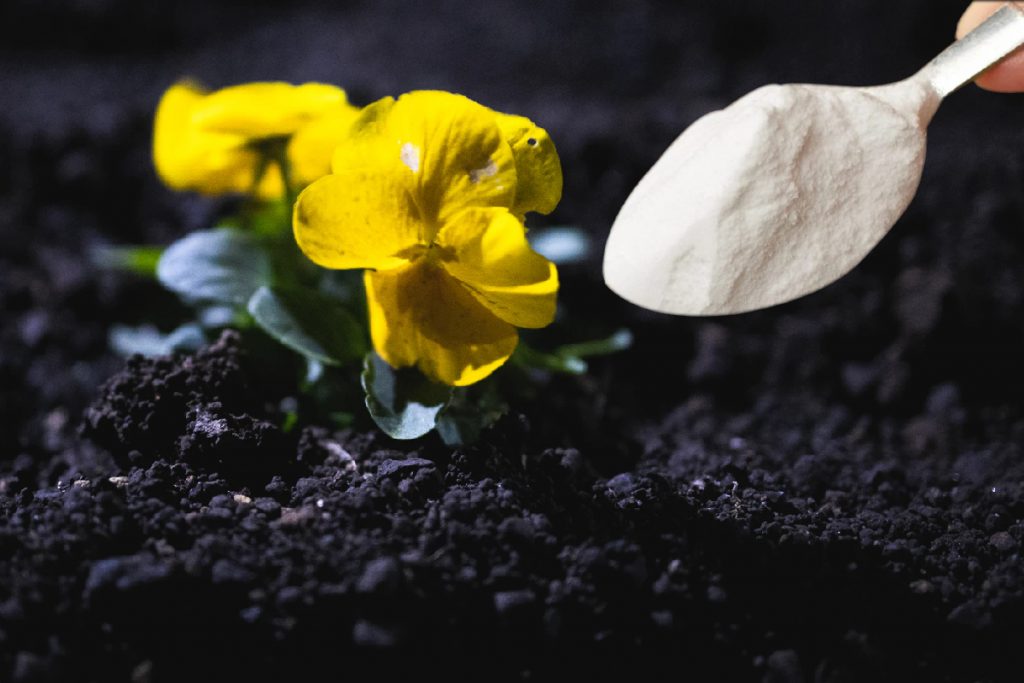 Știai asta? Soluția care te scapă de probleme. Ce se întâmplă dacă pui bicarbonat de sodiu la flori