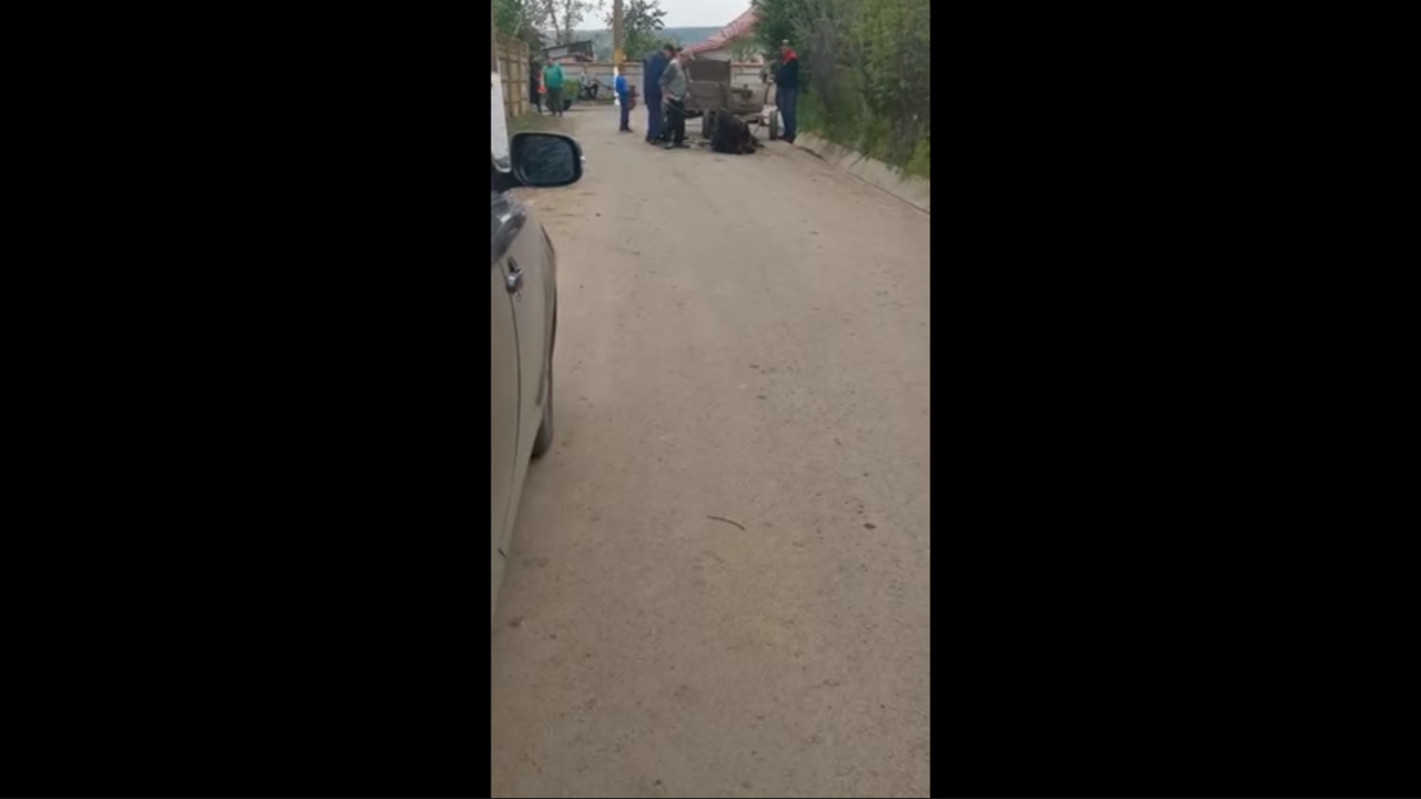 Un cal a fost batut fara mila