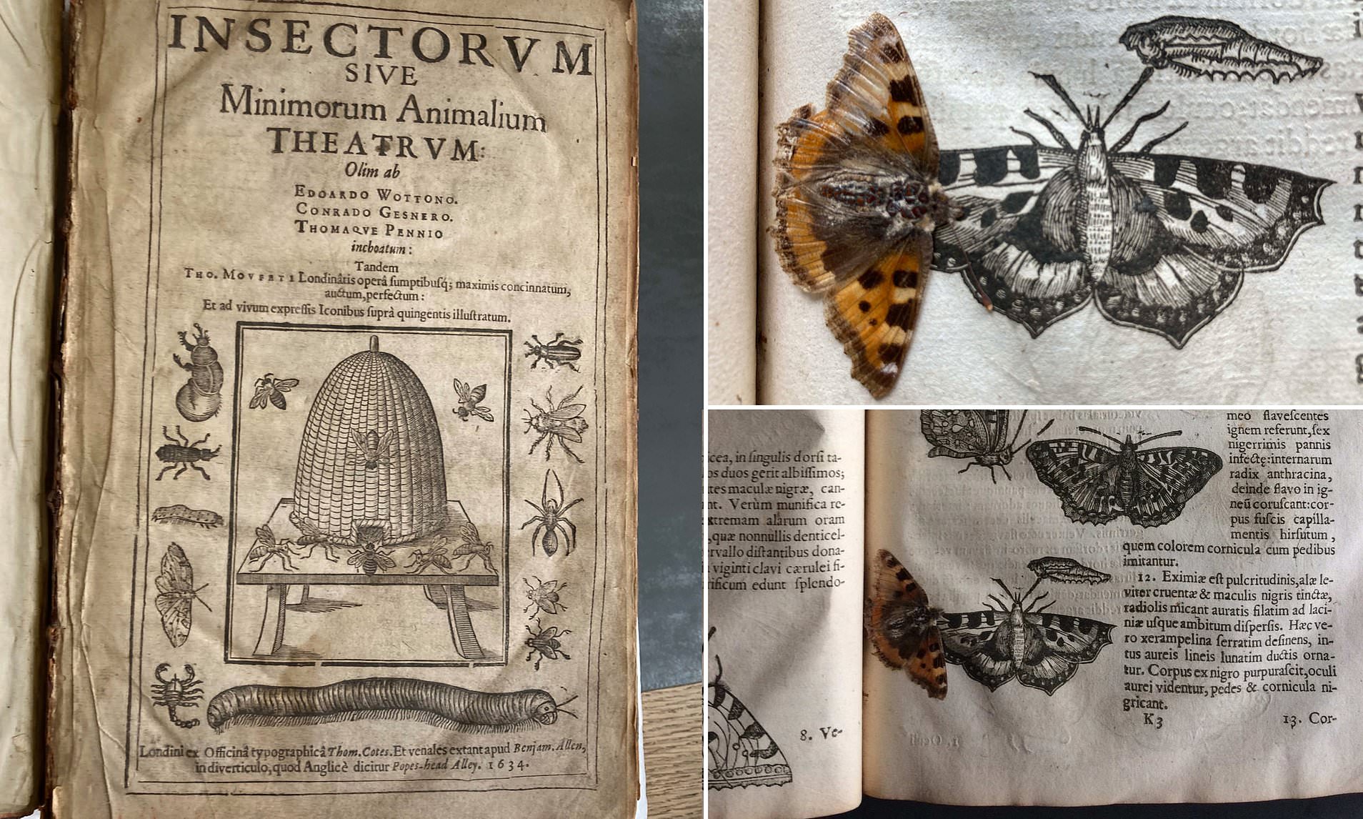 Cum arata un fluture de 400 de ani. A fost conservat perfect in paginile unei carti extrem de vechi